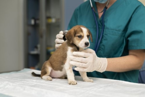 Veterinary hospitals